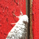 Moth on cabin, CA.